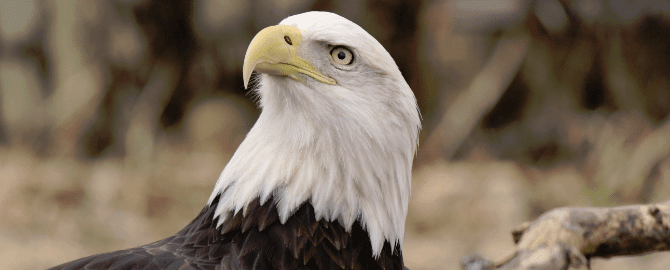 Marketing Heroes in College Station, TX - Image of an Eagle