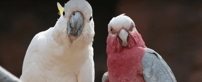 Marketing Heroes in College Station, TX - Image of Birds