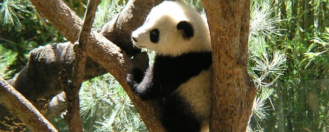 Marketing Heroes in College Station, TX - Image of Panda