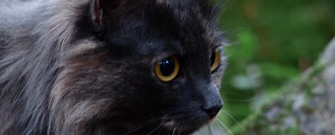 Marketing Heroes in College Station, TX - Image of cat