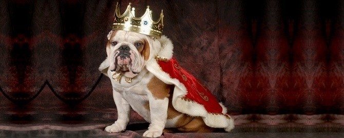 Marketing Heroes in College Station, TX - Image of dog wearing crown