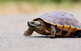 Marketing Heroes in College Station, TX - Image of turtle