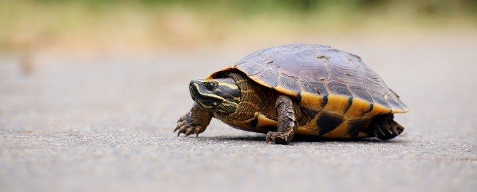 Marketing Heroes in College Station, TX - Image of turtle